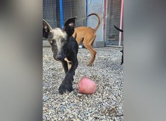 Trudi – eine Freudin fürs Leben