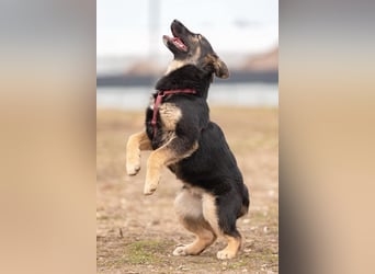 Fröhliche Ajka sucht warmes Körbchen