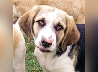 Barney - griech. Schäferhund-Mischling
