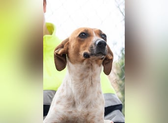 LOLA-Ihr kleines Herz sucht liebevolle Menschen für gemütliche Kuschelstunden und  Spaß bei Sport