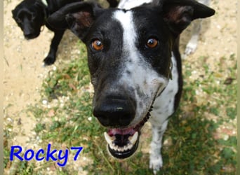 Rocky7 02/2023 (ESP) - sozialer, freundlicher und verschmuster Galgo!