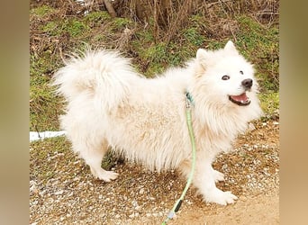 ❤️ wunderschöner Samojede LEO - 3 Jahre, 55cm/25kg