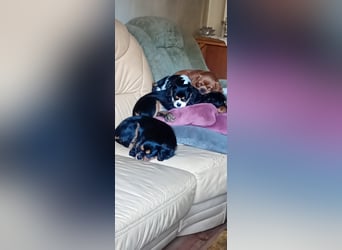 Kavalier king charles spaniel Welpen