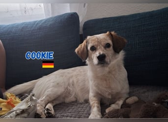Cookie,geb.10/23,lieber Mischlingsrüde sucht ein  neues Zuhause,befindet sich in 68308 Mannheim