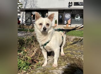 Samu, kleiner Mischling