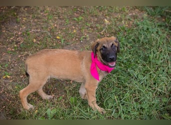 Chip 245967: Hundekind sucht ein Zuhause
