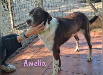 Amelia 08/2018 (ESP) - bezaubernde, ausgeglichene und soziale Hütehund-Mix Hündin!