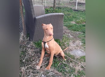 Pharaonenhund Ferhad