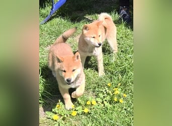 Shiba inu Welpen.   vom Haus Joe   ,Liebhaberzucht