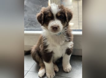 Diese süßen Australian Shepherd Welpen