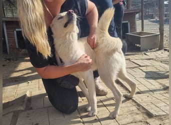 ♥PATSCHI♥ toller Rüde, der Umarmungen und Streicheleinheiten so sehr liebt 54 cm