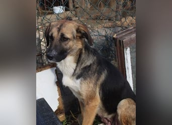 KORA❤️sanfte Seele sucht sehnsüchtig ein liebevolles Zuhause & Geborgenheit