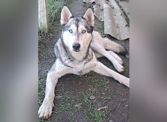 Schöne Nova sucht dringend ein neues Zuhause