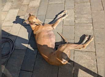 ANNI ❤️ lustige Galga, Pflgefamilie Bischberg