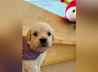 Golden Retriever Welpen