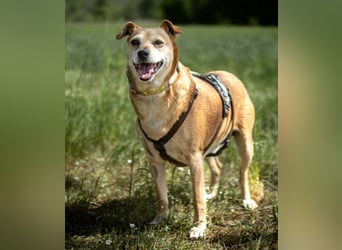 Halle - Prinzessin sucht Königreich - Tierhilfe Franken e.V.