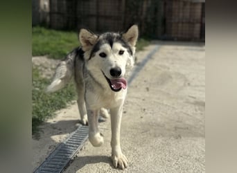 Ruby ein tolles Mädchen