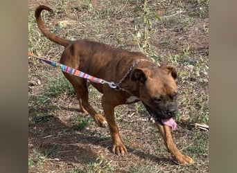 Boxermädel Ersi sucht ein aktives Zuhause.