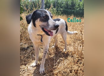 Callao 01/2022 (ESP) - super sympathischer, geselliger, verträglicher und verspielter junger Rüde!