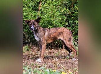 Peanut, Mix Labrador / Rafeiro Alentejano, lieb und sozial
