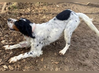 Milo - freundlicher Setter sucht sein Für-immer-Zuhause