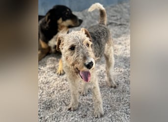 Fox, sucht seine Menschen