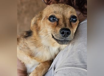 ♥ABBY♥ ab Mitte Juli auf Pflegestelle bei Köln - bezaubernde, verschmuste Mini-Hündin 20-25 cm