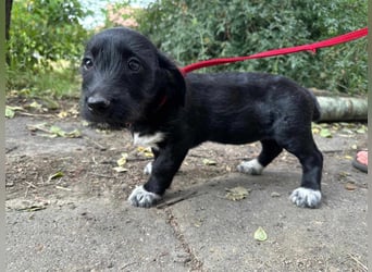 Aliz, geboren 16.03.2025, 22cm sucht ihre Menschen