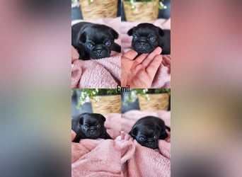 Mops Altdeutsche Mopszucht