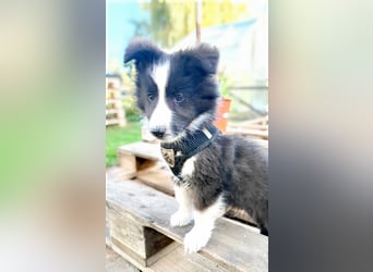 Sheltie 's wahre Seelenhunde