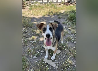 Hundeherz  sucht Familienglück 