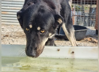 Leo auf der suche nach seinem Für immer Zuhause