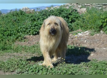 Nori, Briard-Gos d atura Mix Bube sucht ländliches Körbchen