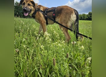Leander,geb.02/25,lieber Hütehundmix sucht seine Familie,bereits auf PS in 57271 Hilchenbach
