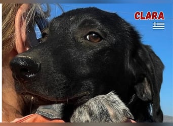 Clara,geb.03/25,verschmustes Hundemädchen sucht ihre Familie