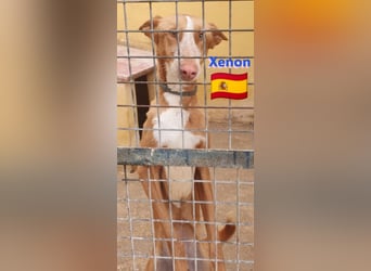 Xenon, geb.08/23, - fröhlicher,sozialer Podenco sucht seine Menschen
