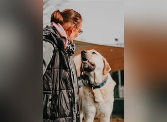 riesen Kangal Teddy (Tierschutz) wünscht sich ein Zuhause
