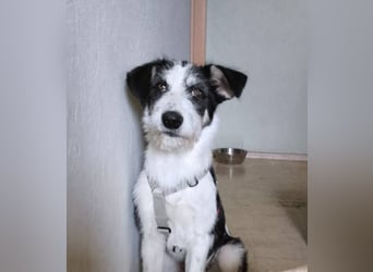 Lucy, aktives Zuhause gesucht, PS in 33034 Brakel