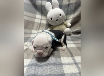 Englische Bulldoggen Welpen– 7 süße Mädels suchen bald ein Zuhause!