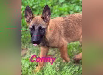 Conny 11/2024 (ESP) - lebensfrohe Malinois-Schäferhund-Mix Welpin!