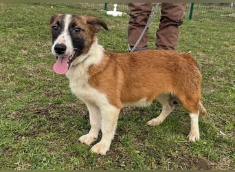 Cherry, geboren 25.06.2024, 36cm sucht ihr Glück