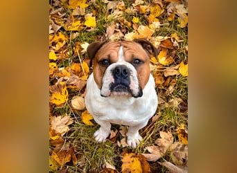 Wurfankündigung Continental Bulldogs vom Zwieseltal