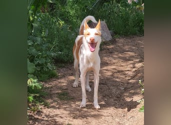 Jumanji – neugieriger Podenco mit liebevollem Wesen