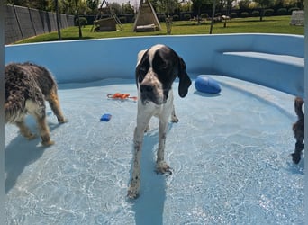BANDITO ❤️ uuuunglaublich liebevoller Pointer