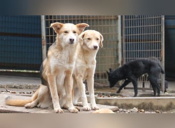 Herzige liebevolle Traumhündin YELLOW sucht liebevolles Zuhause