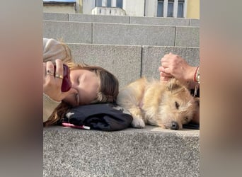 Kleiner David sucht seine Familie