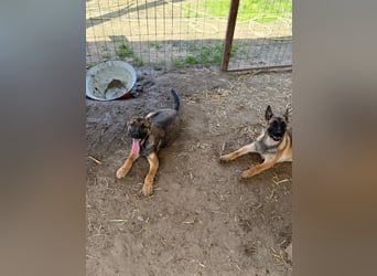 Barney LM – Aufgeweckter Junghund mit Köpfchen sucht erfahrenes Zuhause