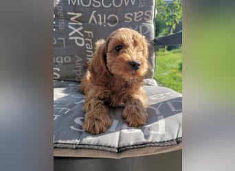 Bezaubernde English Cockerdoodle dürfen umziehen