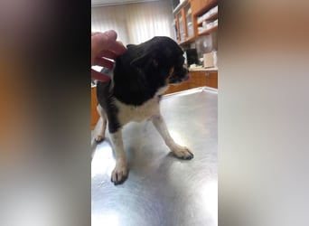 Cuki 3 PP – Zarte Chihuahua-Dame sucht Geborgenheit