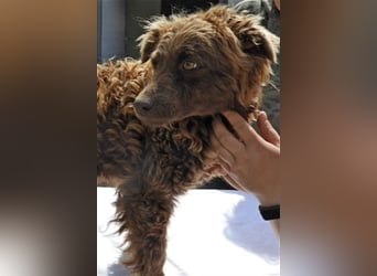 Frida-LM, Sonnenschein Frida sucht einen Gnadenplatz